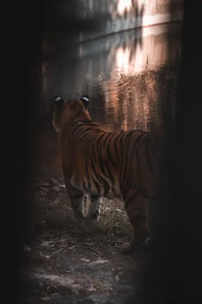 A tiger walking away down a shaded enclosure