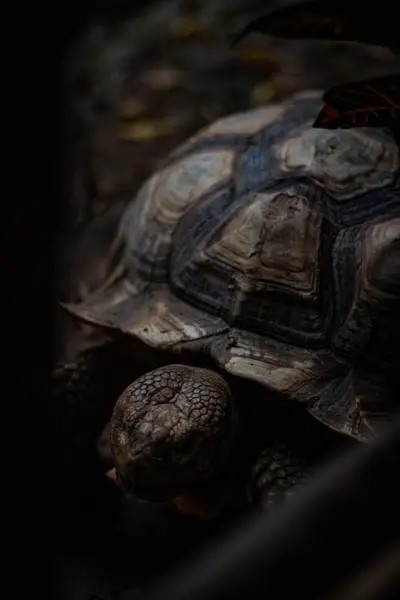 Two tortoises resting against one another