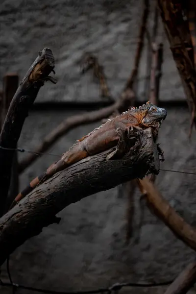 An iguana stretched along a bare branch