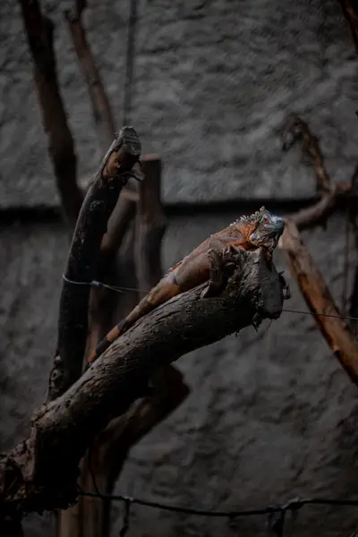 An iguana on a branch against a stone wall