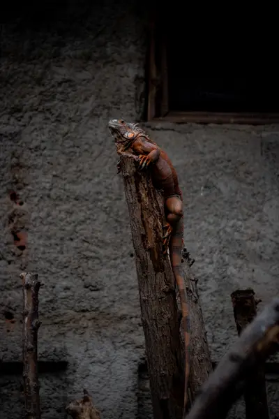 An iguana climbing a weathered post