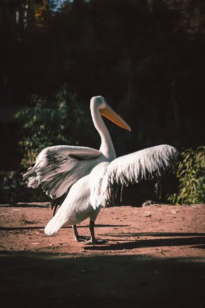 A pelican with its wings held open