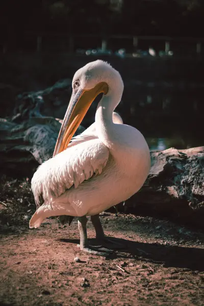 A pelican preening its breast feathers