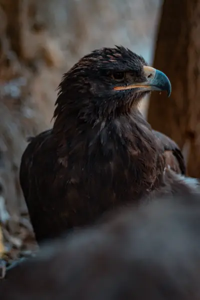An eagle in profile against pale rock
