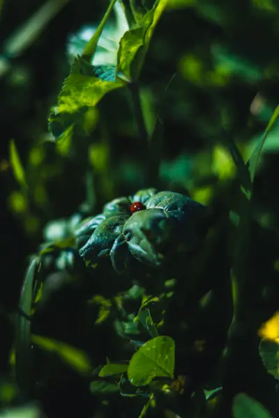 A ladybird on a leaf among dense green foliage
