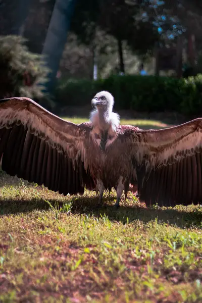 A vulture standing on grass with its wings spread wide